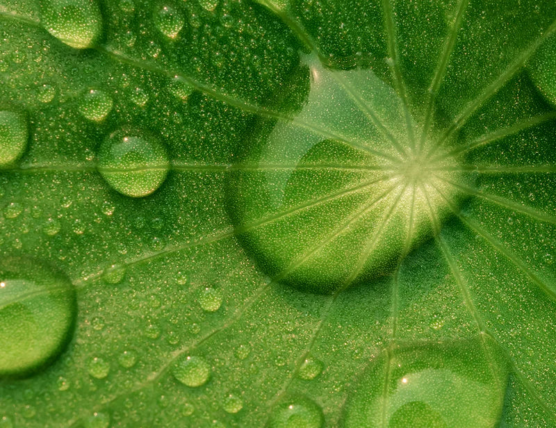 Centella Asiatica Triterpenoids